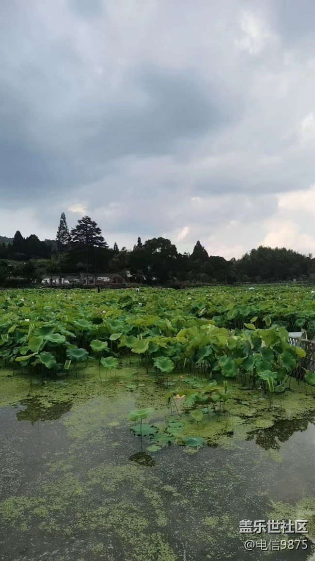 【记忆中的夏天】乡村农作物