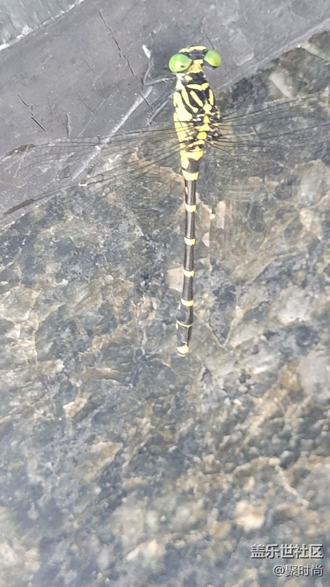 【记忆中的夏天】蜻蜓