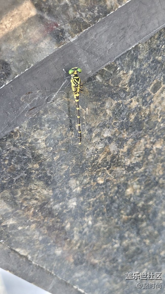 【记忆中的夏天】蜻蜓