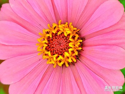 【创意生活】+花的季节