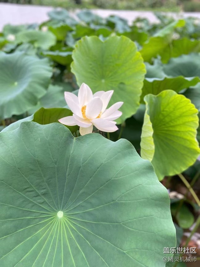 【夏日色彩】好运莲莲