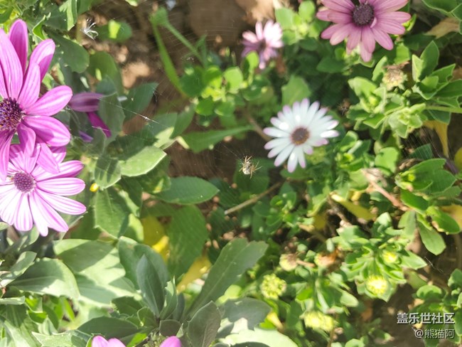 【我拍了拍夏天】花丛中