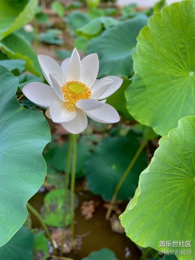 【夏日色彩】好运莲莲