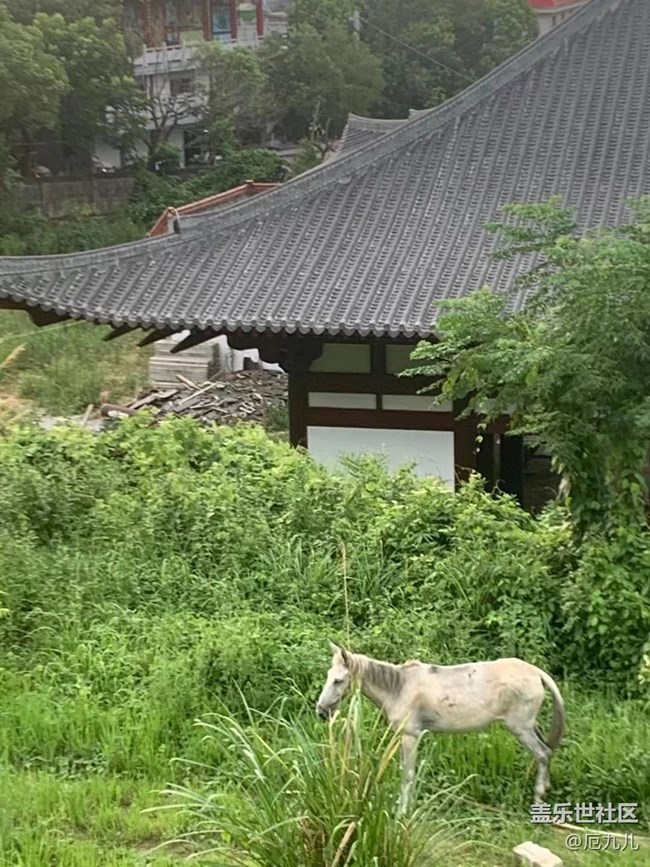 【我拍了拍夏天】寺庙
