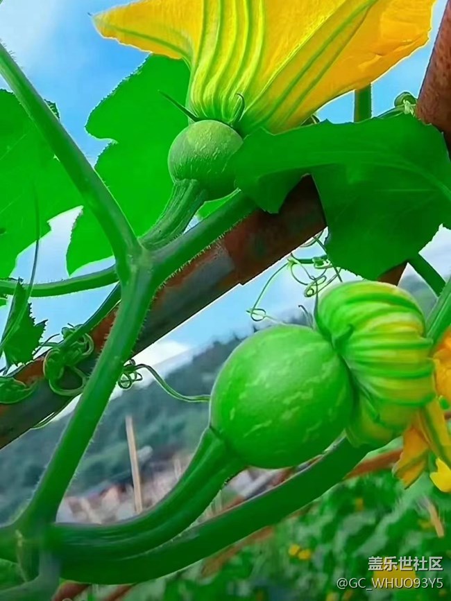 【记忆中的夏天】田园