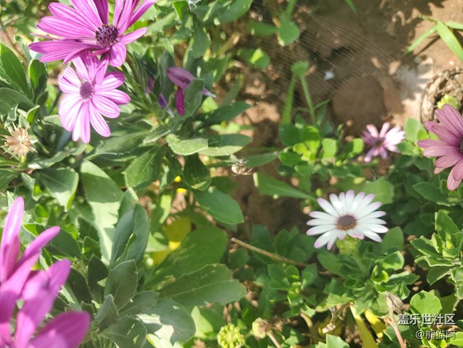 【我拍了拍夏天】花丛中