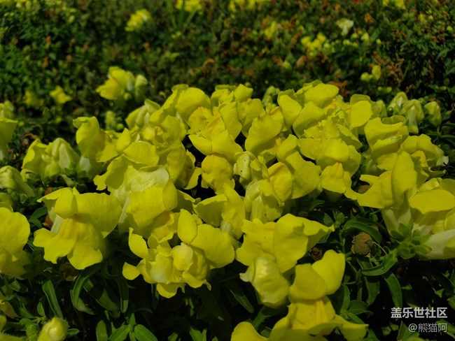 【我拍了拍夏天】花丛中