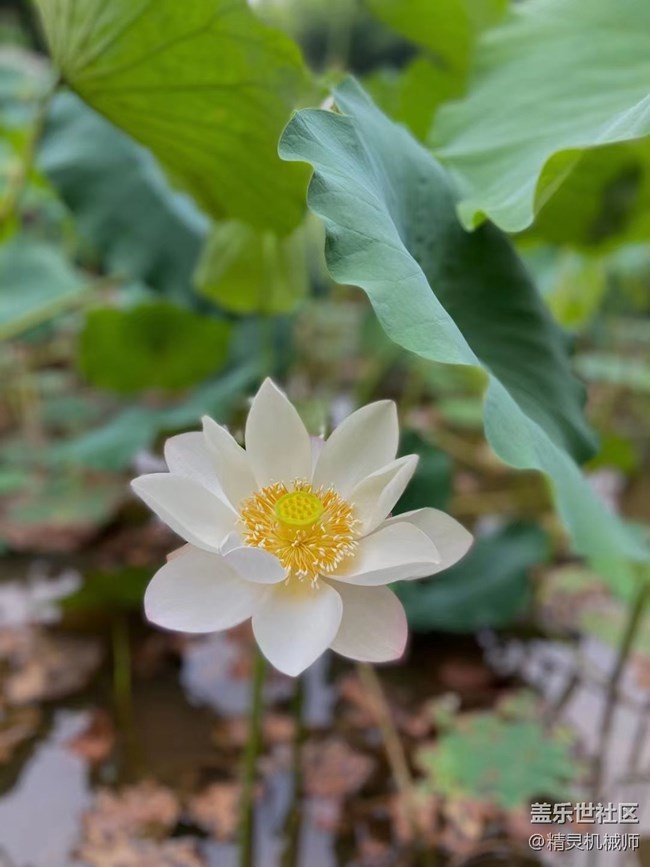 【夏日色彩】好运莲莲