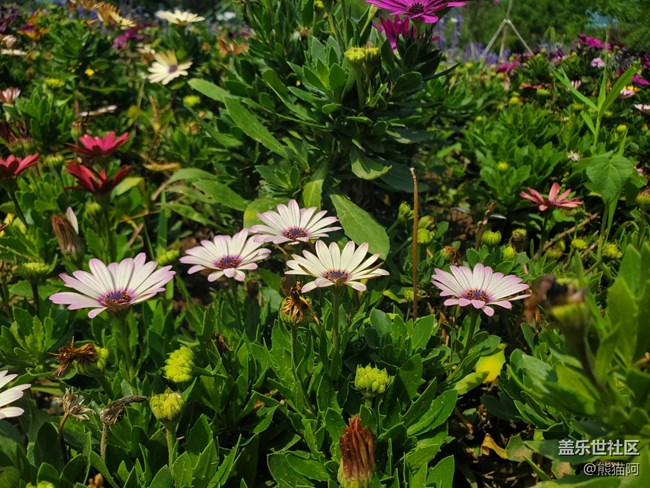 【我拍了拍夏天】花丛中