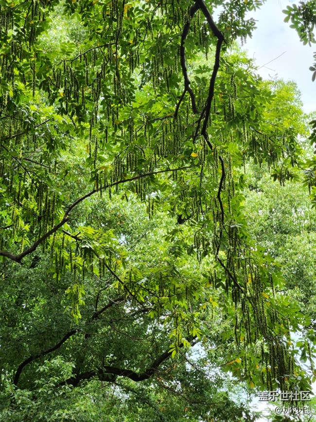 【汇龙潭公园摄影活动】+绿色环绕