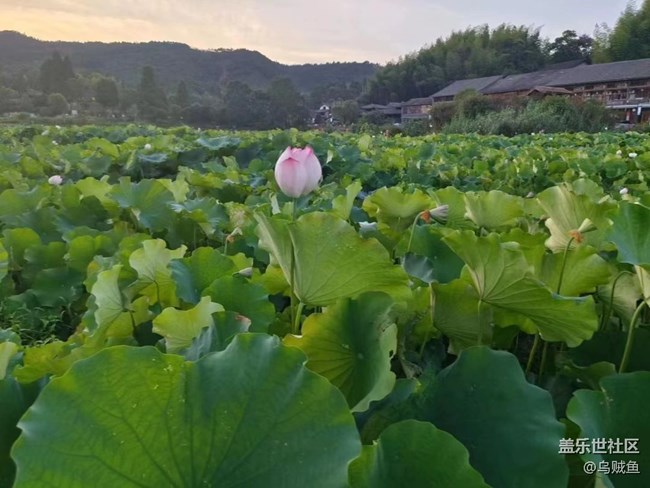 【我拍了拍夏天】荷园