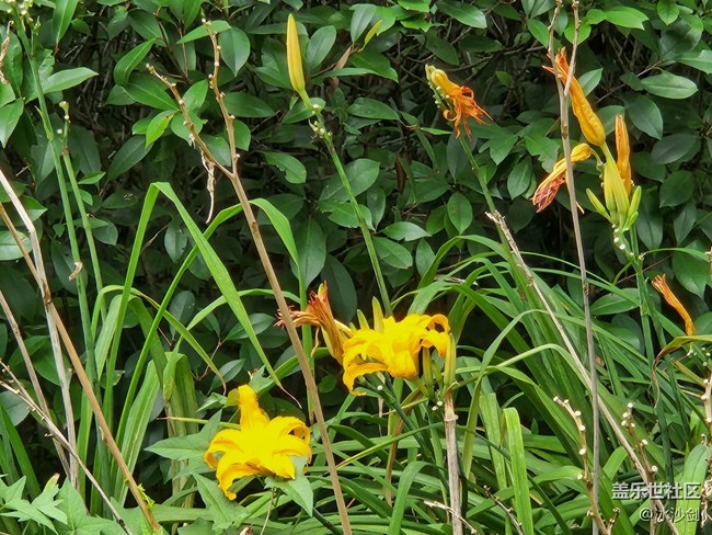 【汇龙潭公园摄影活动】+绿色环绕