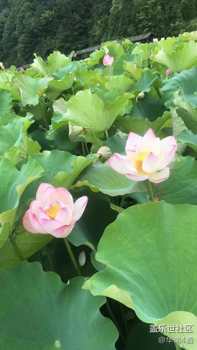 【夏日炎炎】荷花