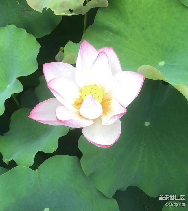 【夏日炎炎】荷花