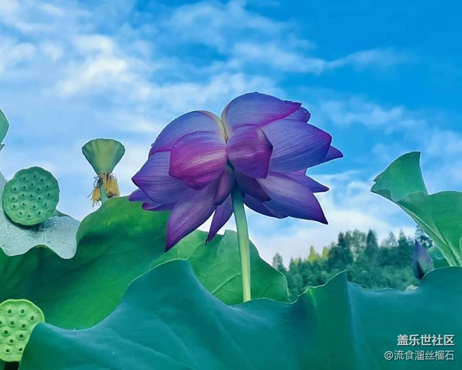 【记忆中的夏天】并蒂莲