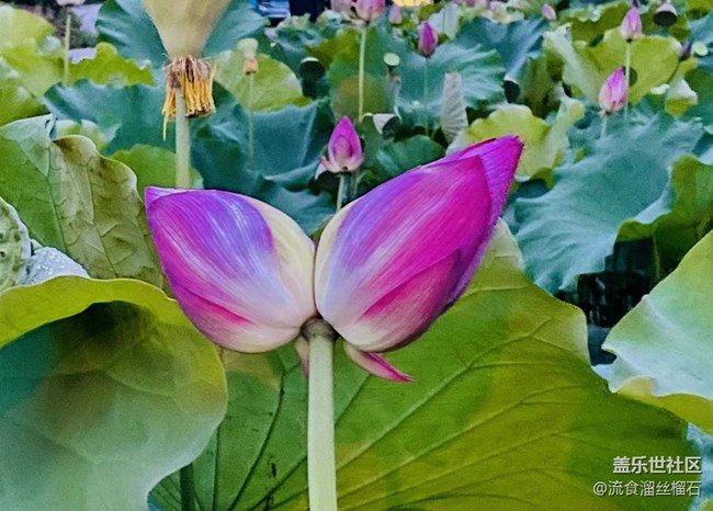 【记忆中的夏天】并蒂莲