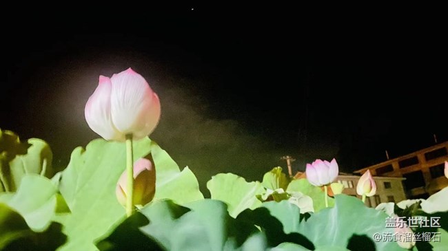 【记忆中的夏天】并蒂莲