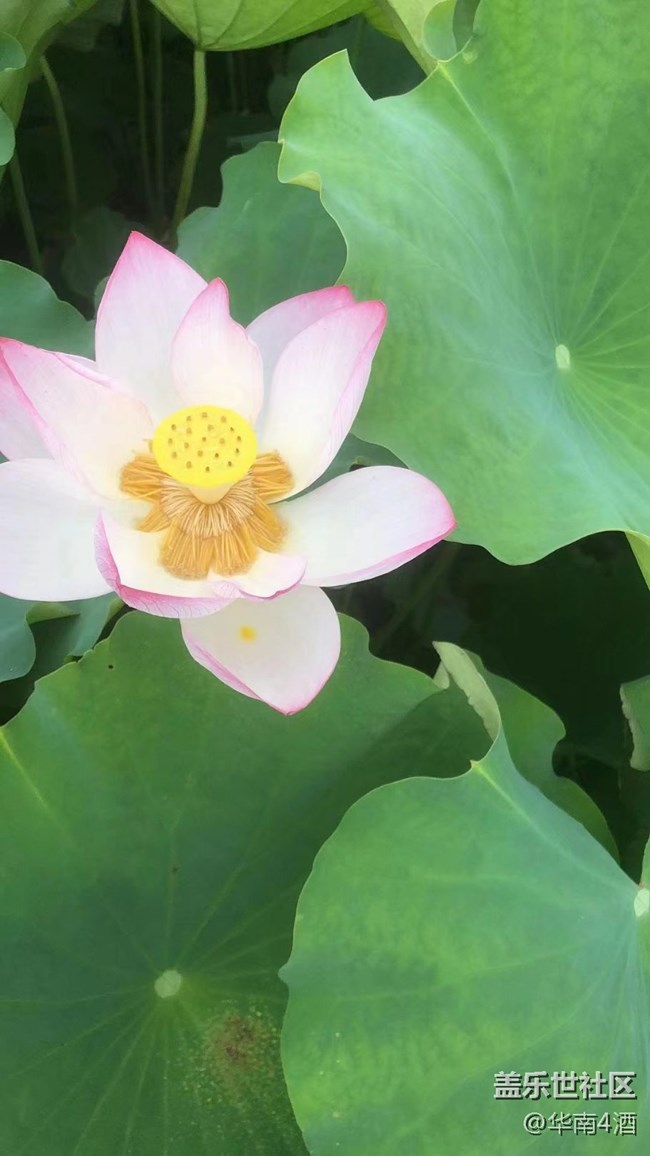 【夏日炎炎】荷花