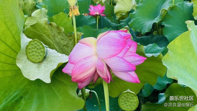 【记忆中的夏天】并蒂莲