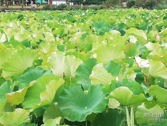 【夏日炎炎】荷花