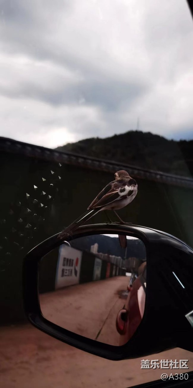 【记忆中的夏天】百灵鸟