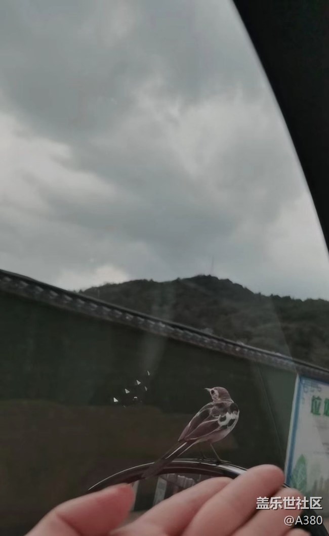 【记忆中的夏天】百灵鸟