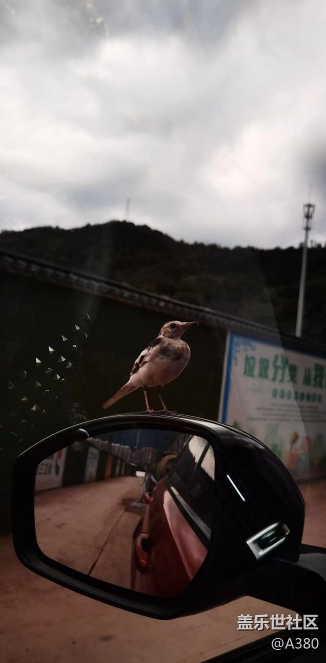 【记忆中的夏天】百灵鸟