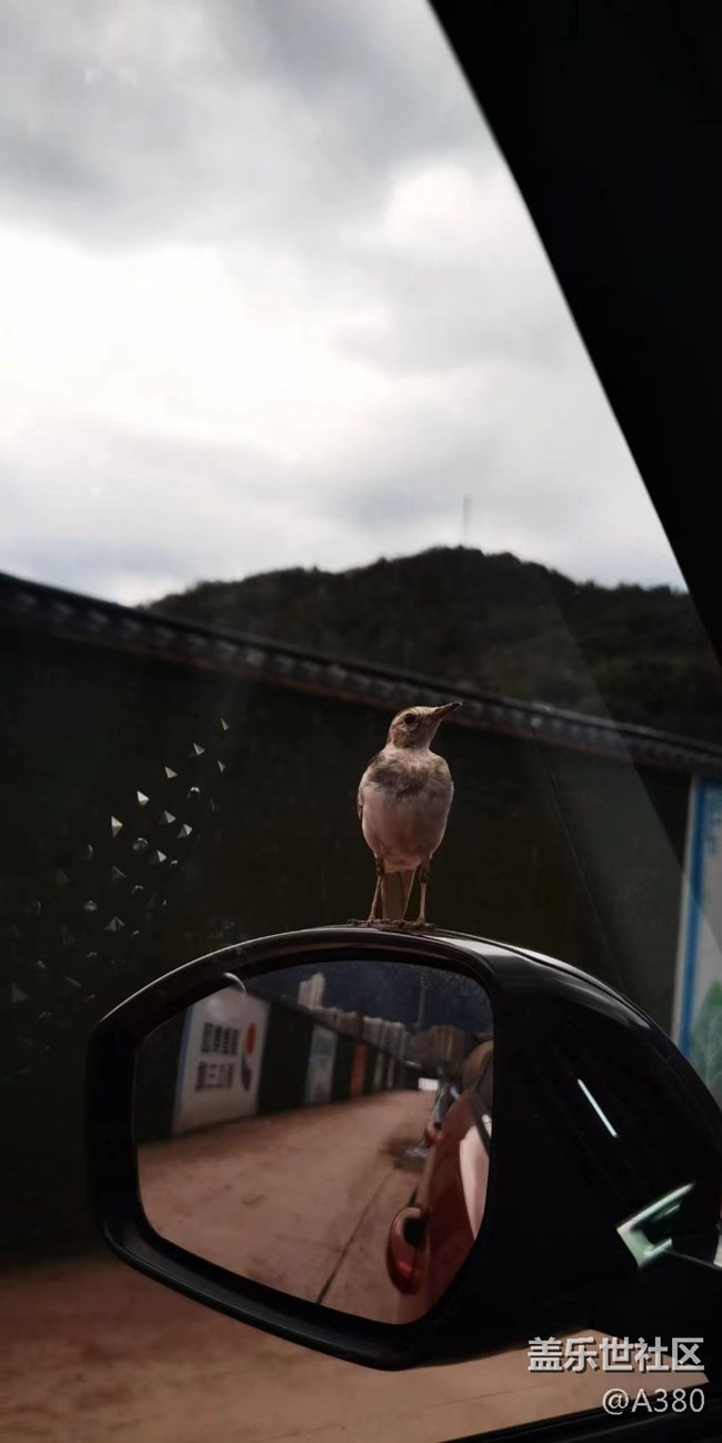 【记忆中的夏天】百灵鸟