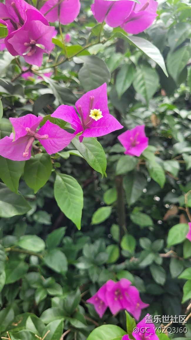 【夏季的花】叶子花