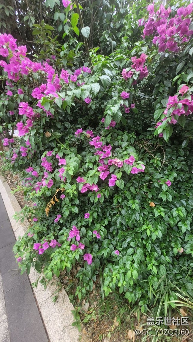 【夏季的花】叶子花