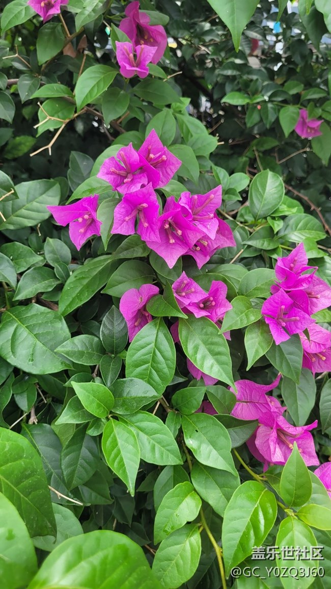 【夏季的花】叶子花