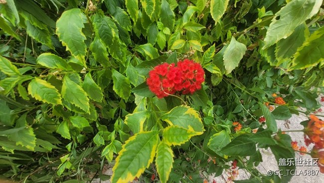 【夏季的花】五色梅