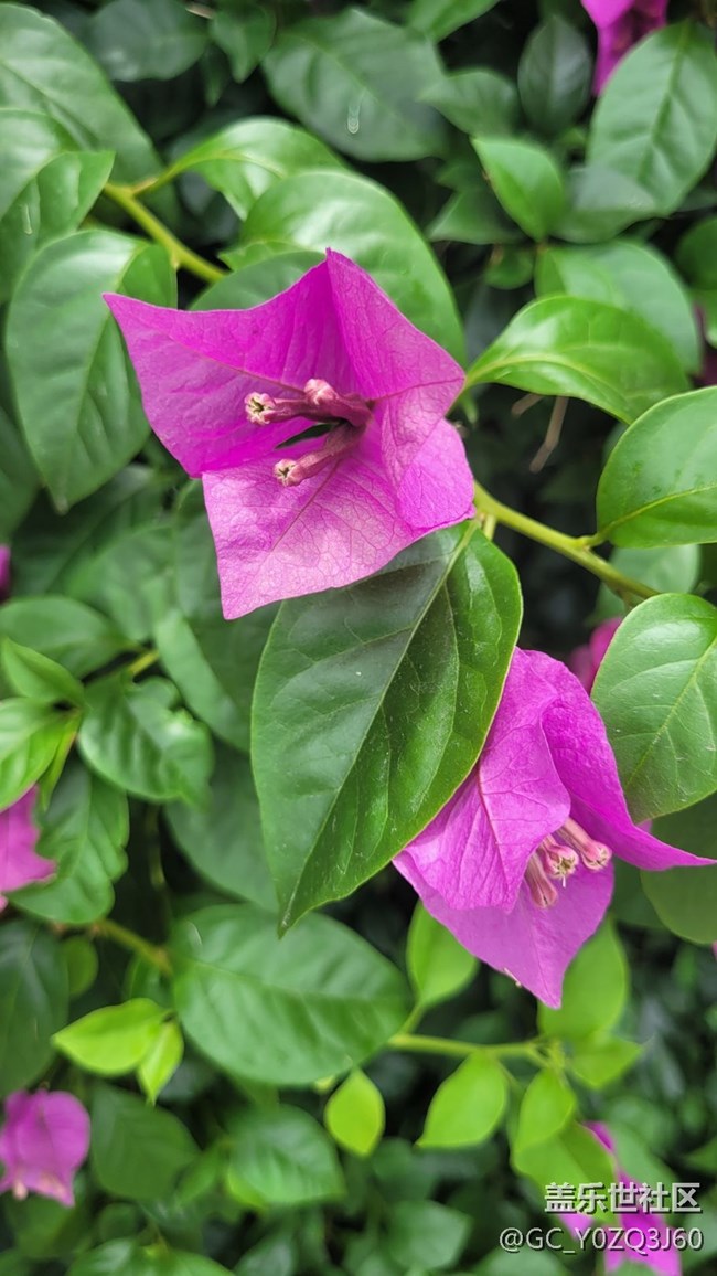 【夏季的花】叶子花