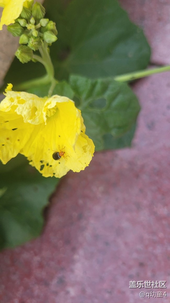 【夏季的花】丝瓜花