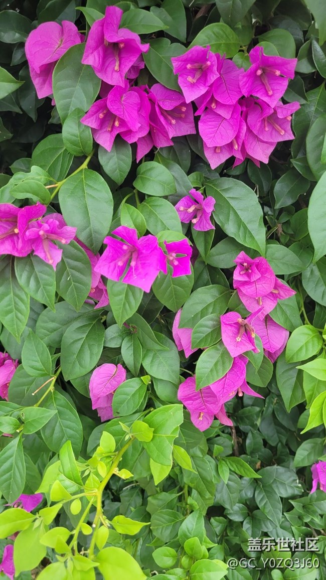 【夏季的花】叶子花