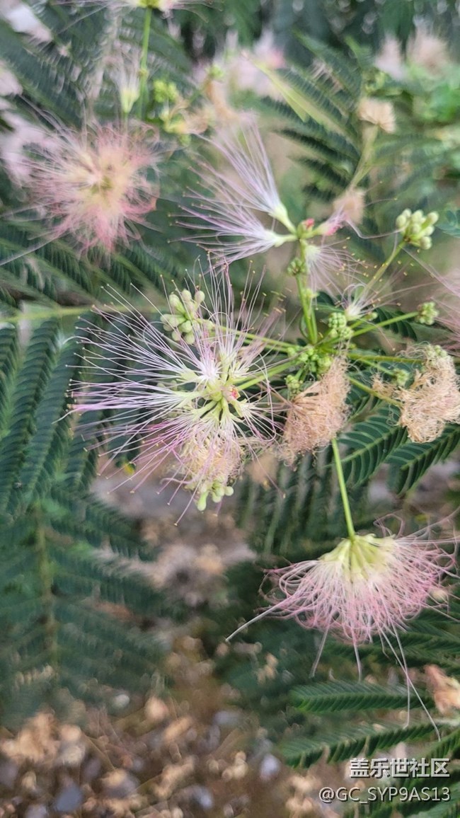 【夏季的花】绒花树