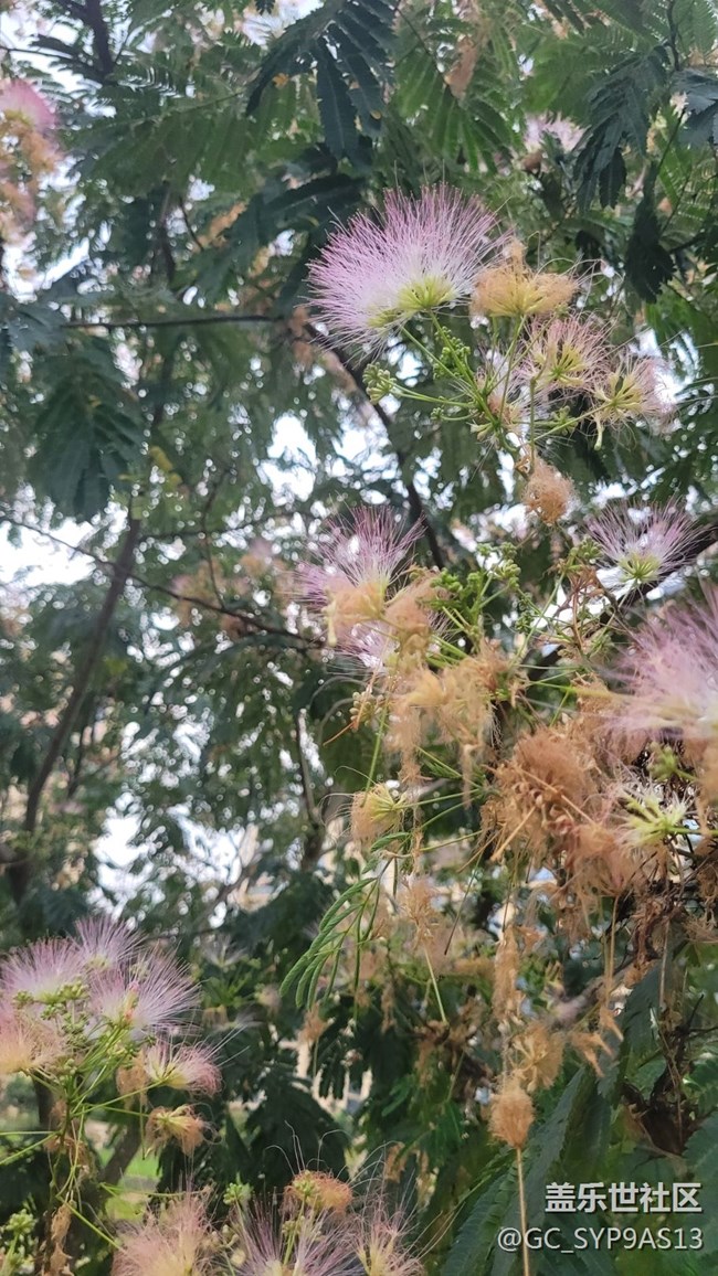 【夏季的花】绒花树