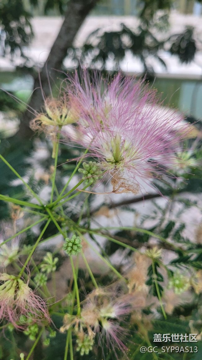 【夏季的花】绒花树