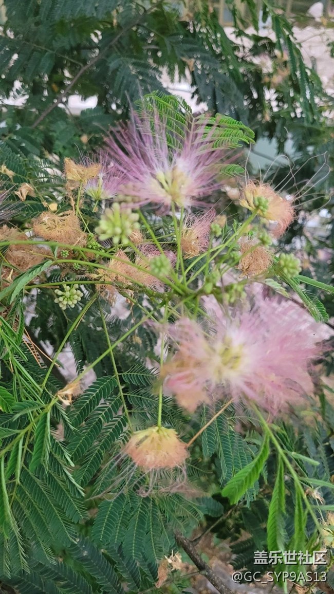 【夏季的花】绒花树