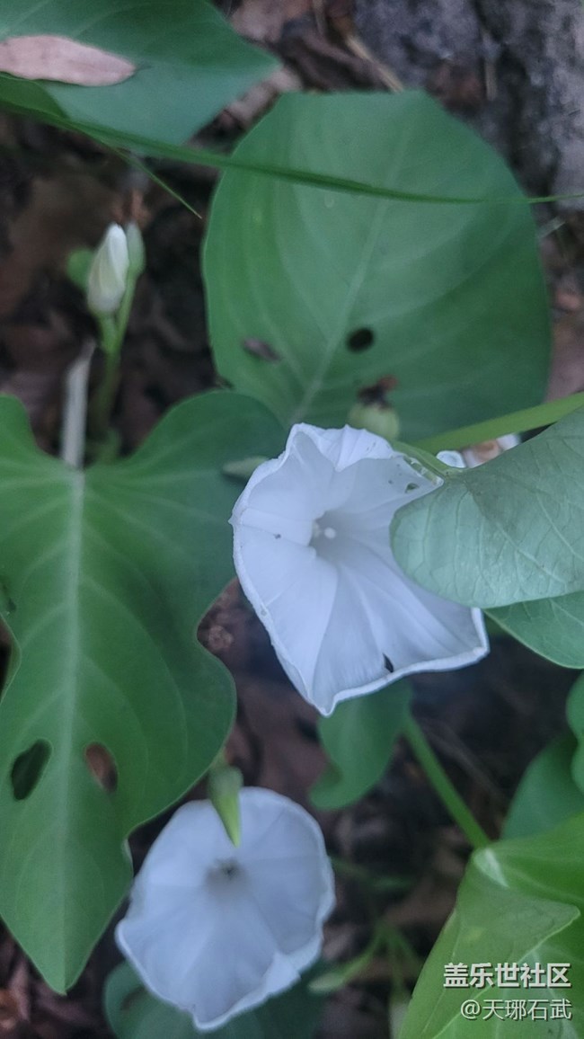 【夏季的花】菜花