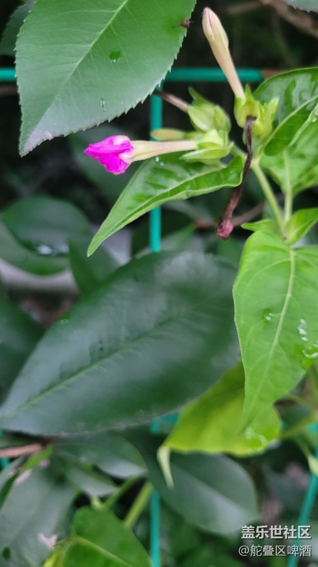 【夏季的花】小花