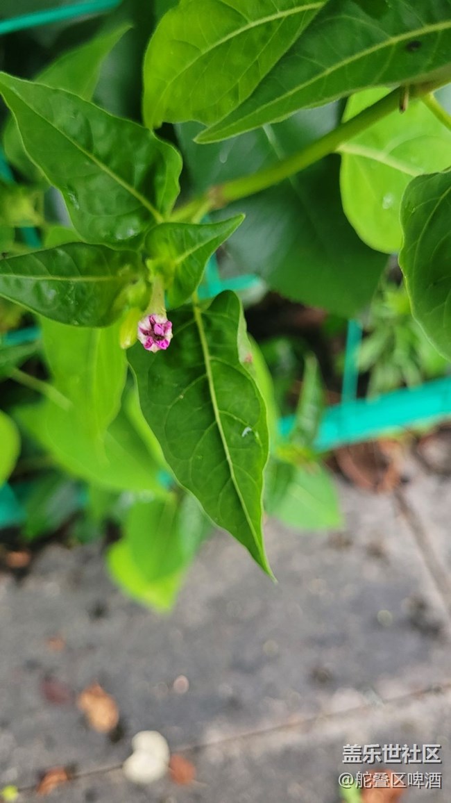 【夏季的花】小花