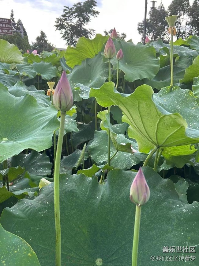 【夏季的花】荷花