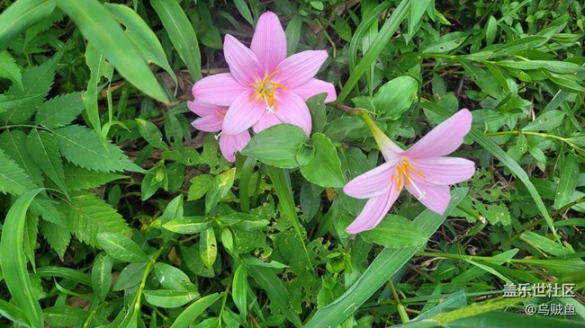 【夏季的花】韭莲