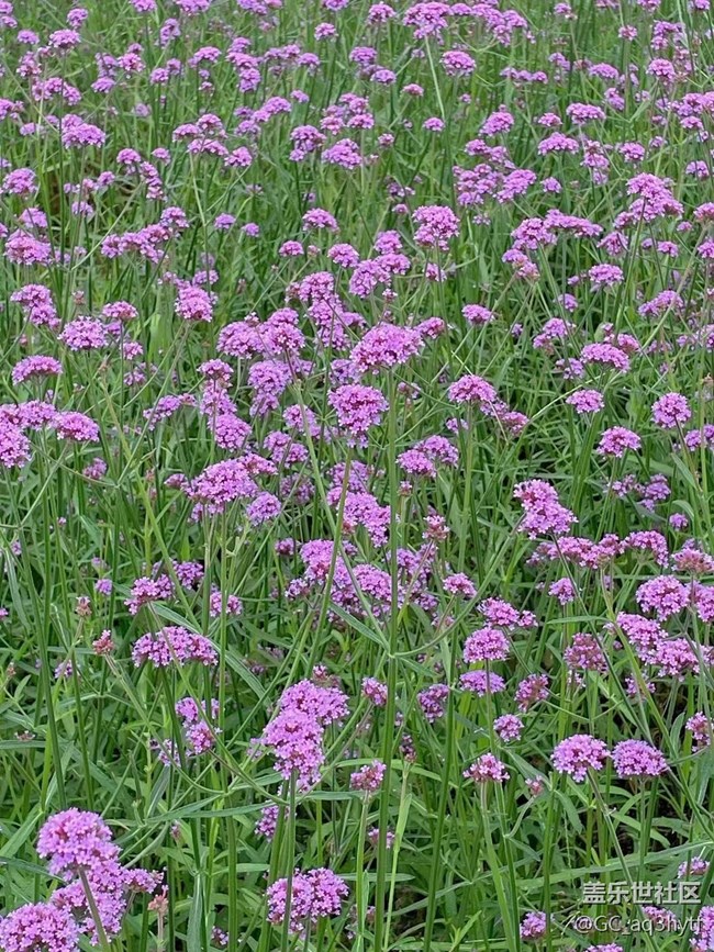 【夏季的花】马鞭草