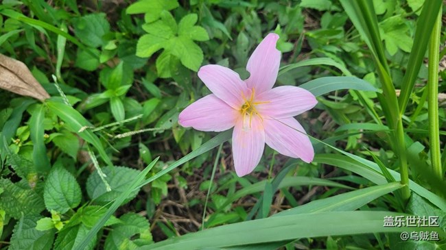 【夏季的花】韭莲
