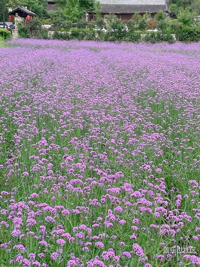 【夏季的花】马鞭草