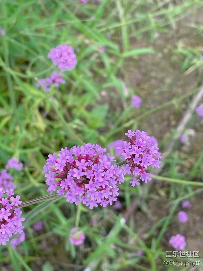 【夏季的花】马鞭草