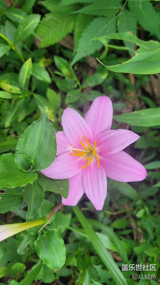 【夏季的花】韭莲