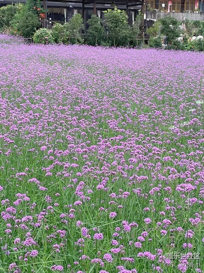 【夏季的花】马鞭草
